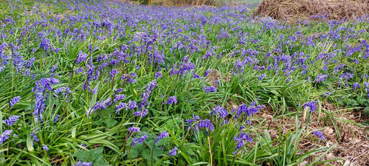 We're all about Bluebells in Springtime!